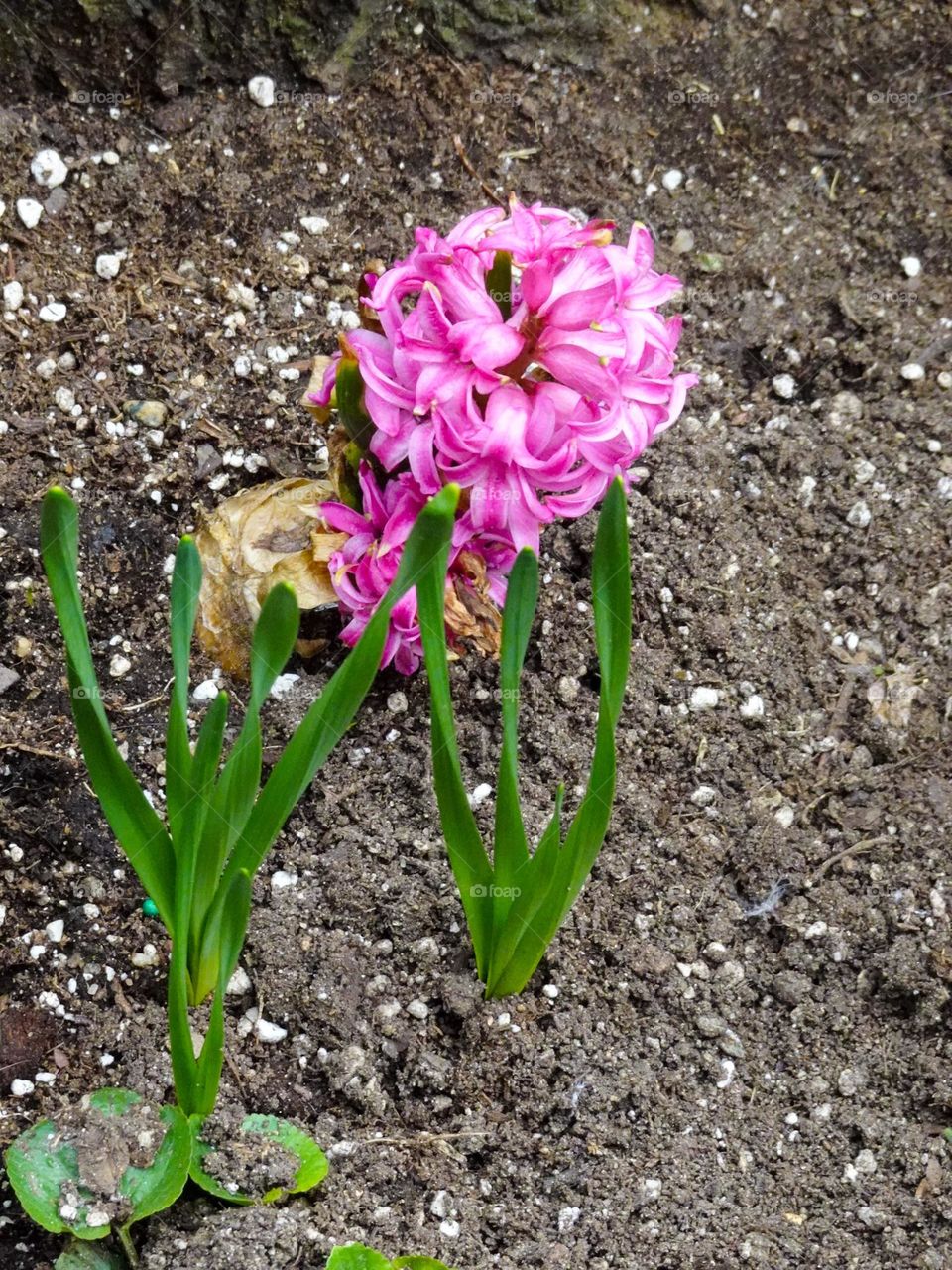 Flower blossoms flower f Hyacinth 