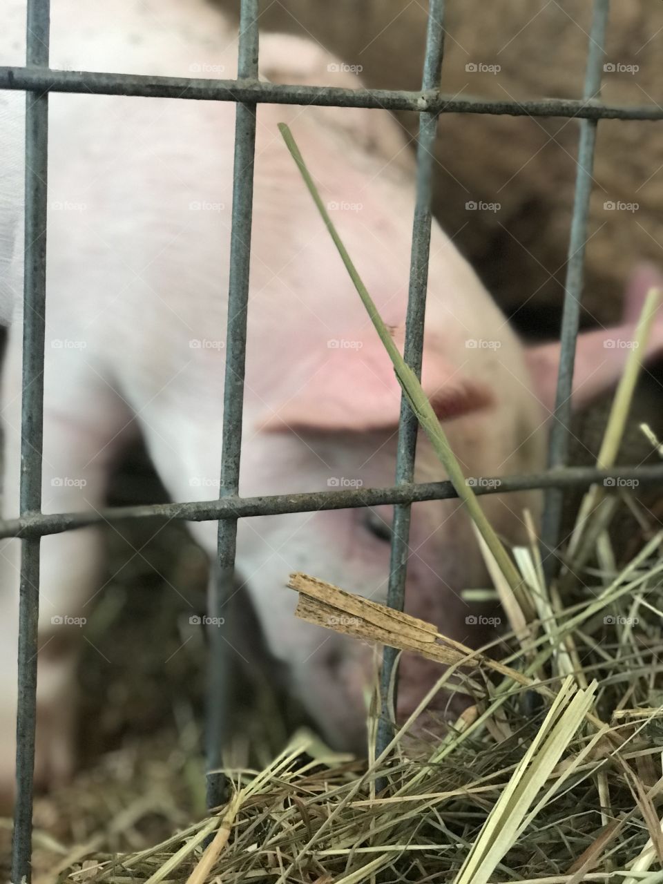 Piggy! 
