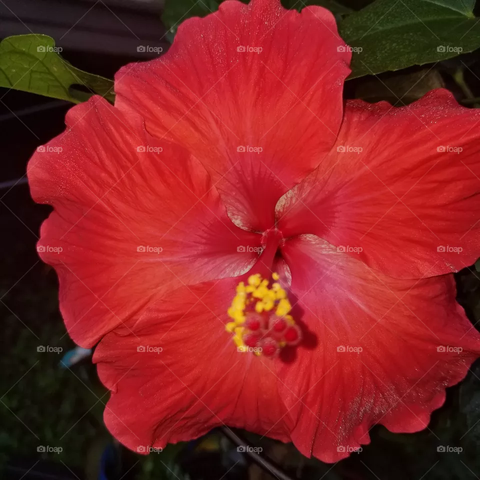 Flower