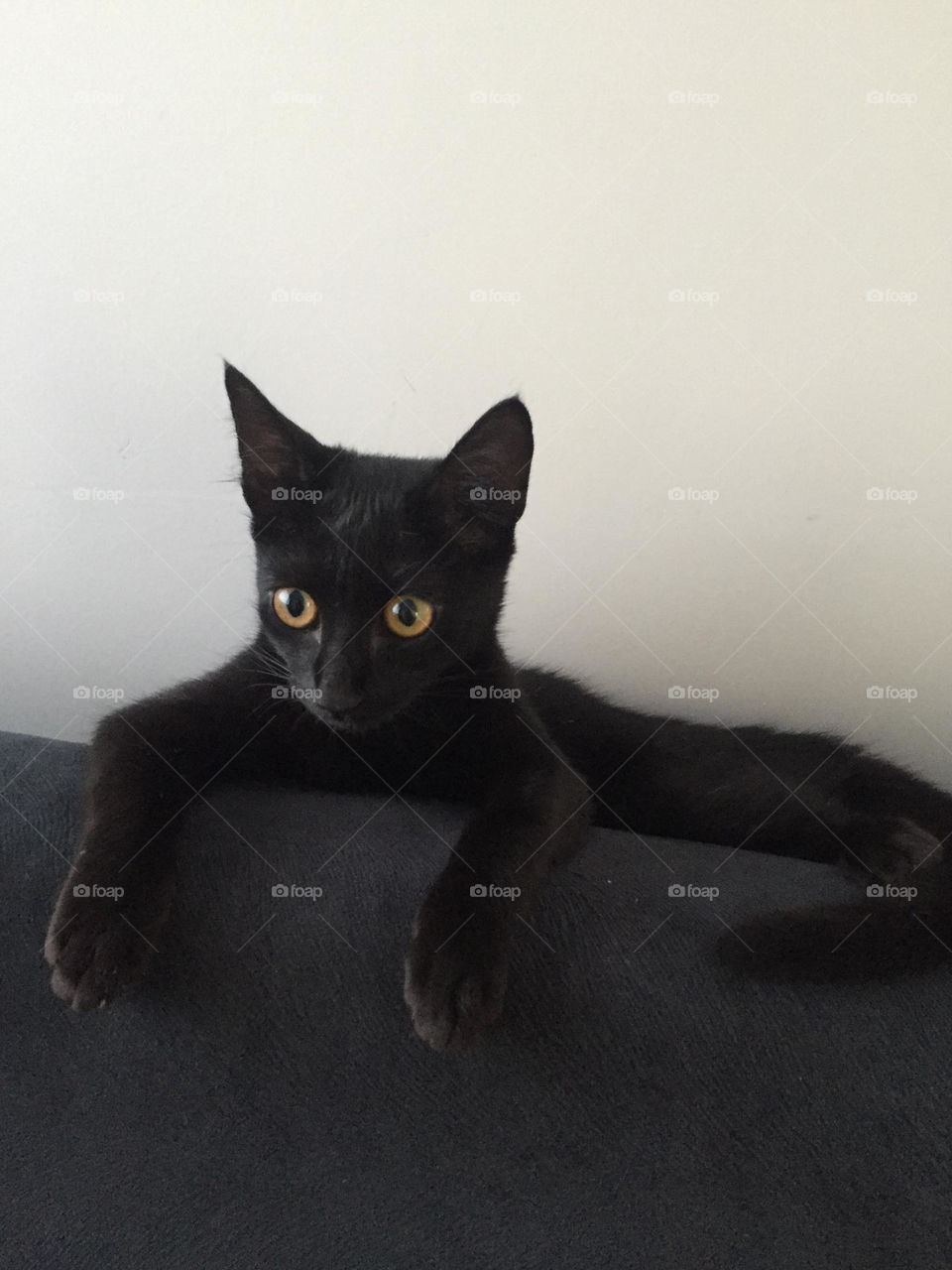 Meu gato 