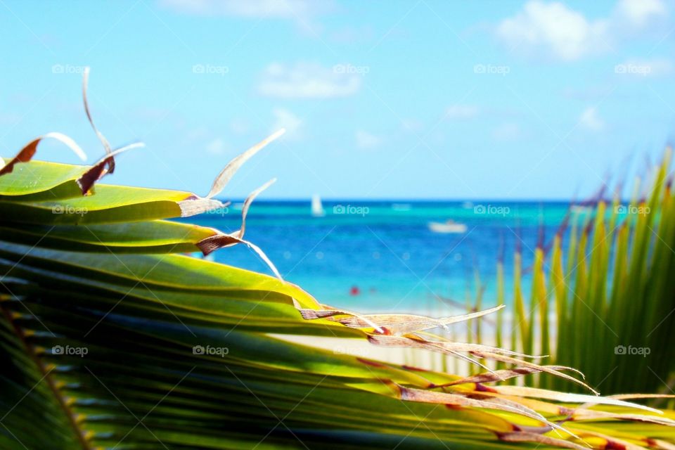 View of the Caribbean Sea through Palm tree branch 