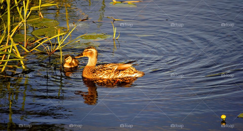 ducklings