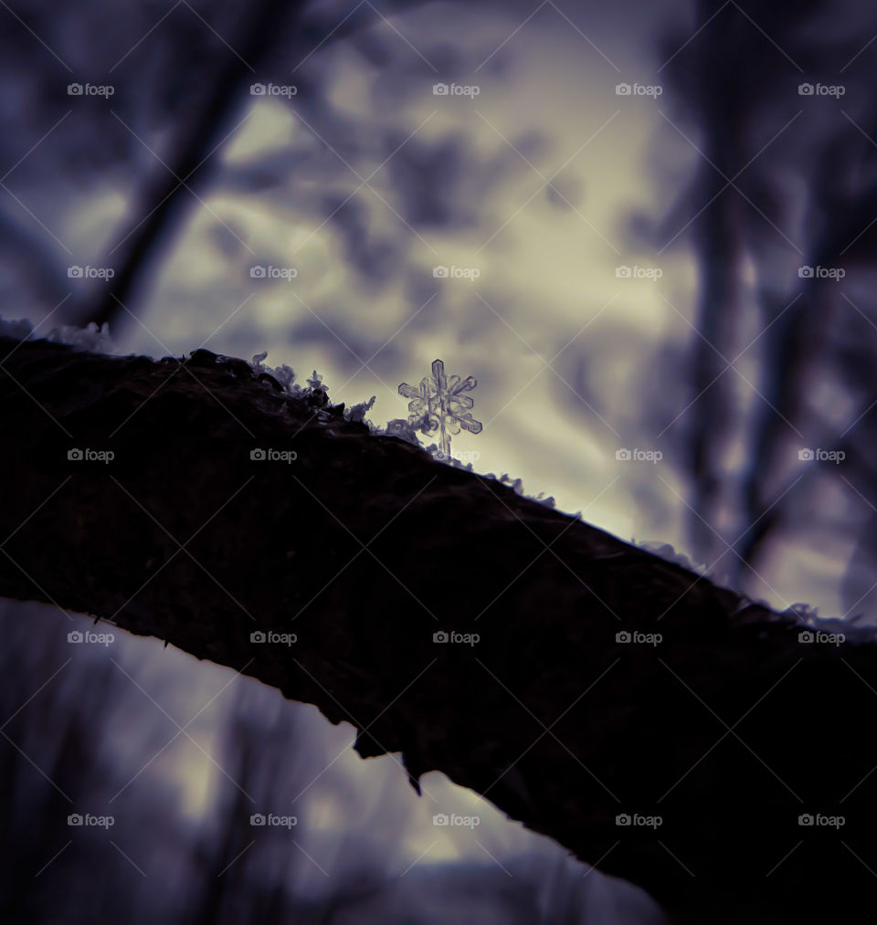 snowflake on branch