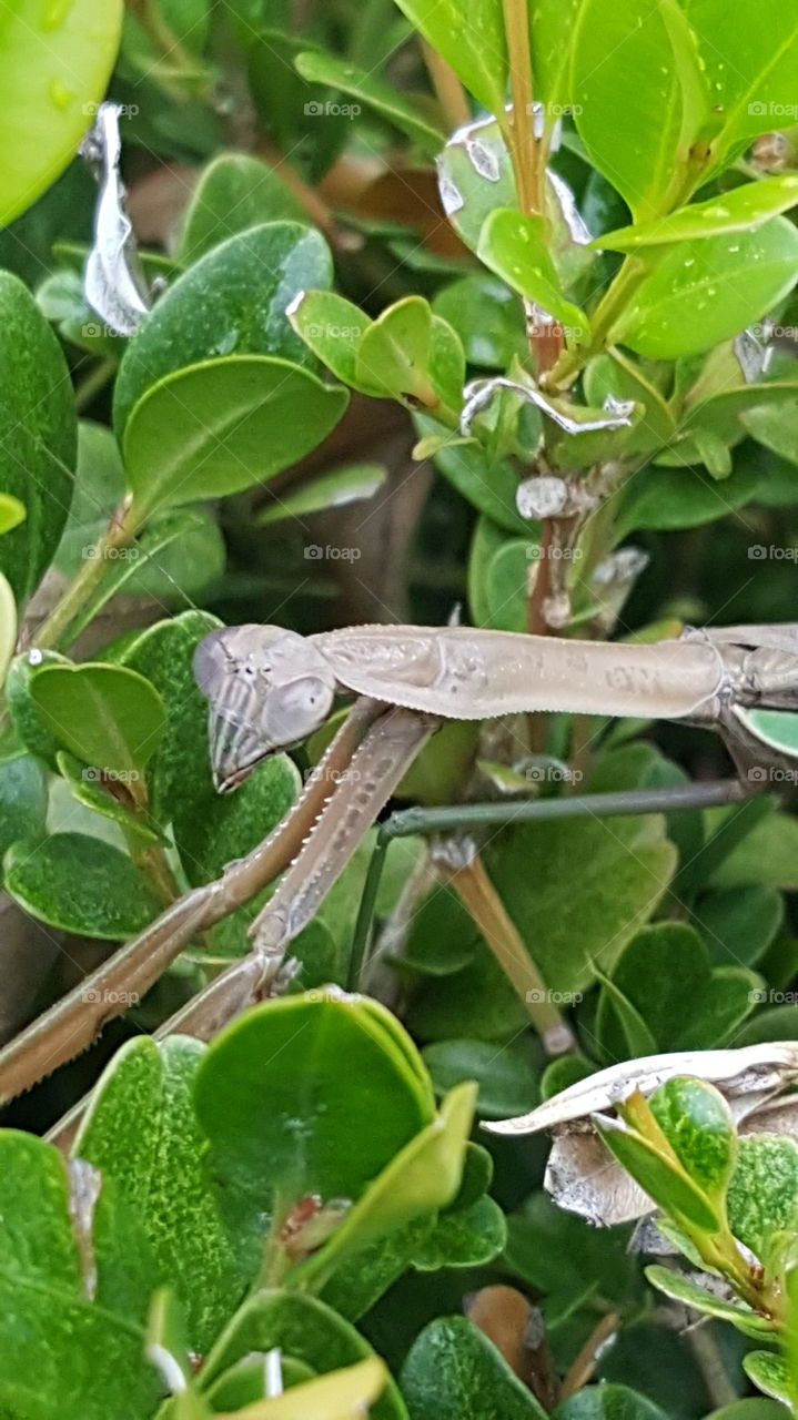 Peekaboo Mantis