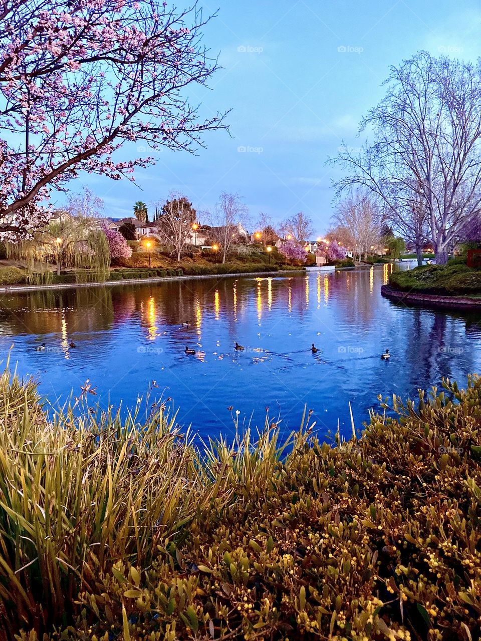 Evening at the pond in spring 