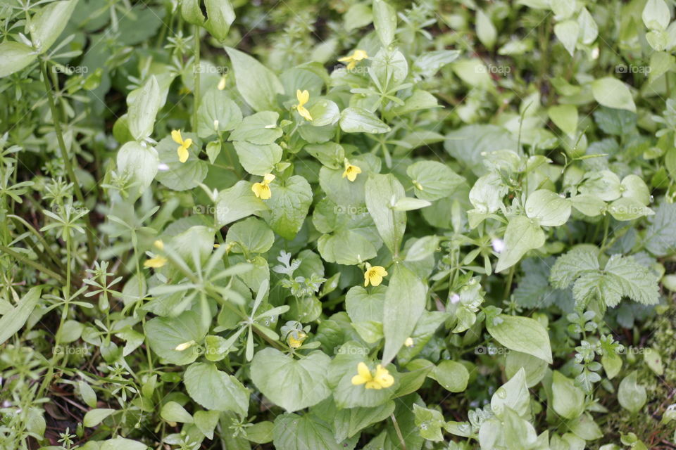 small yellow flowers in a field of green leafs