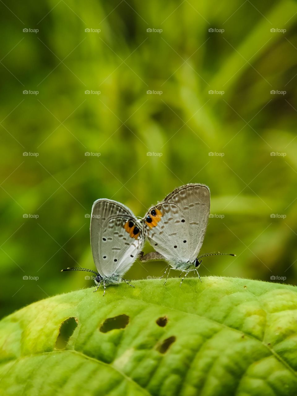 Two butterflies on a leaf.