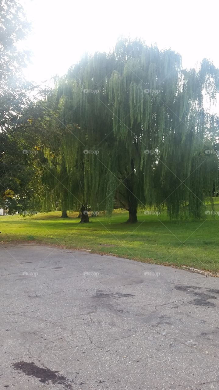 Weeping Willow