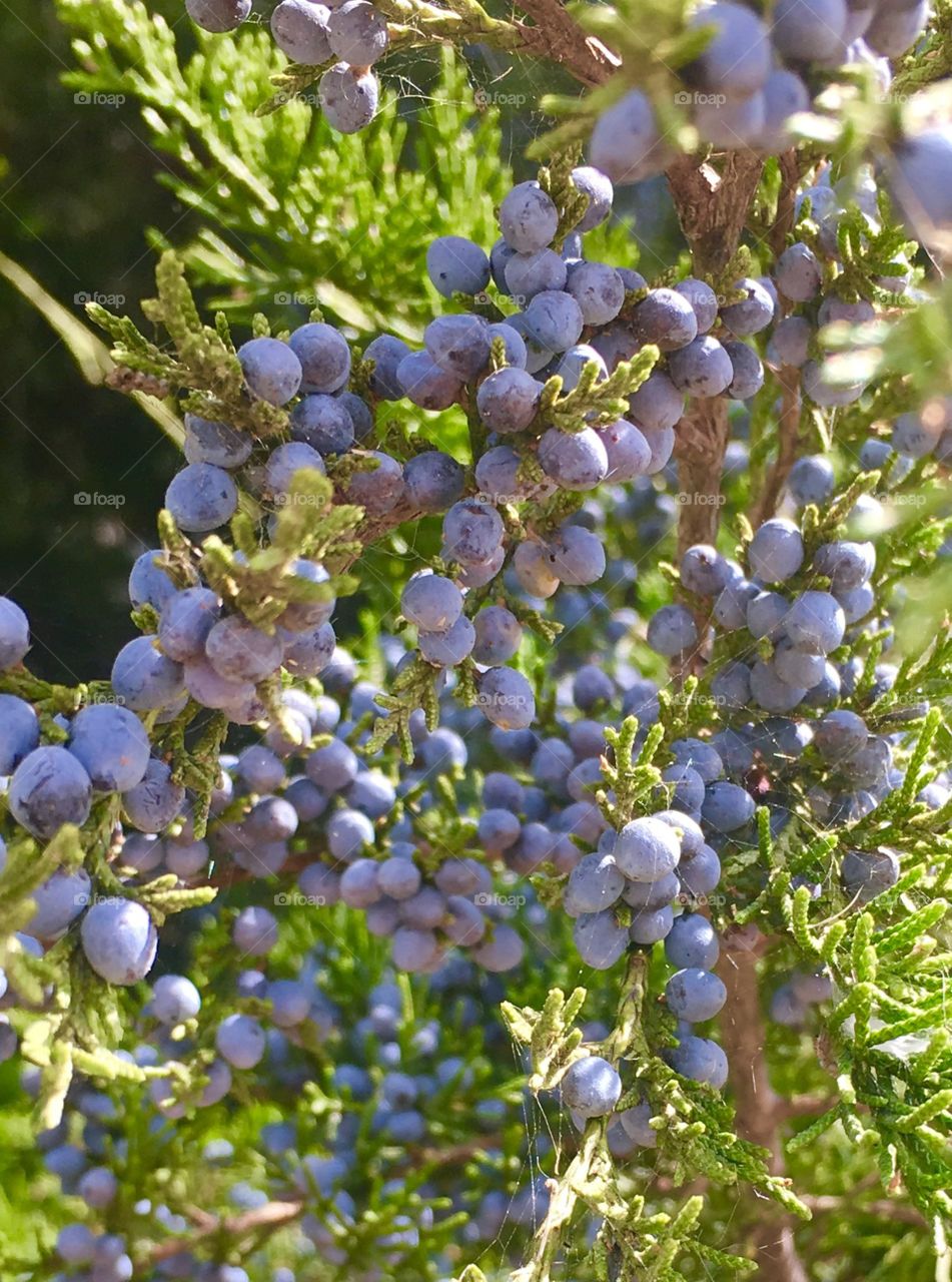 Berries 