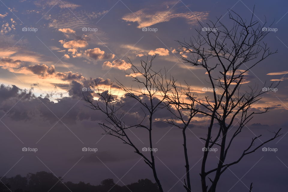 view of sunrise and dried tree