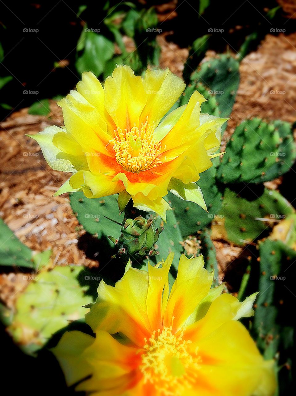 Cacti flower