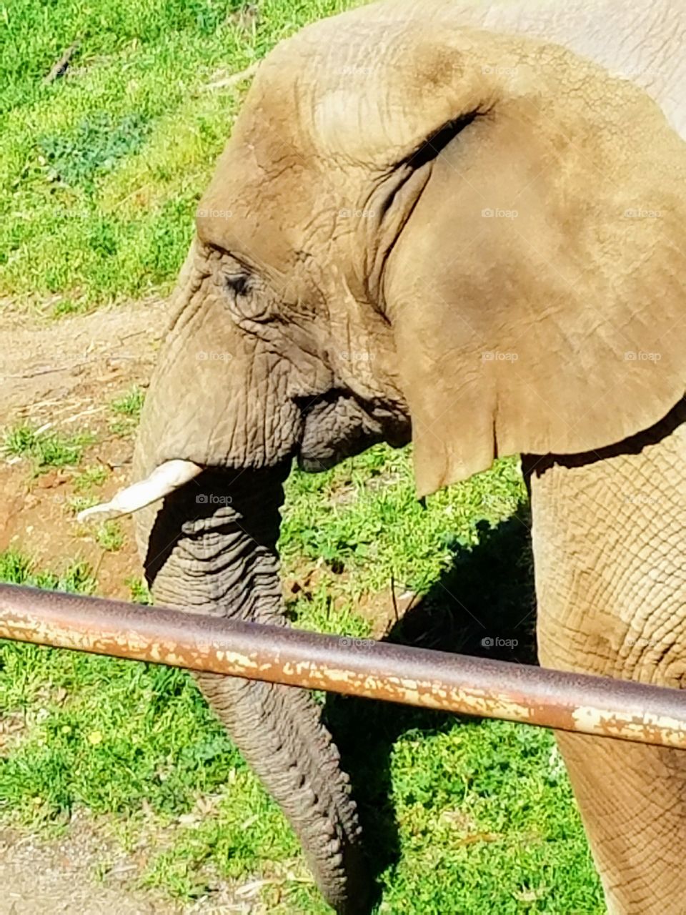 Elephant in the jungle