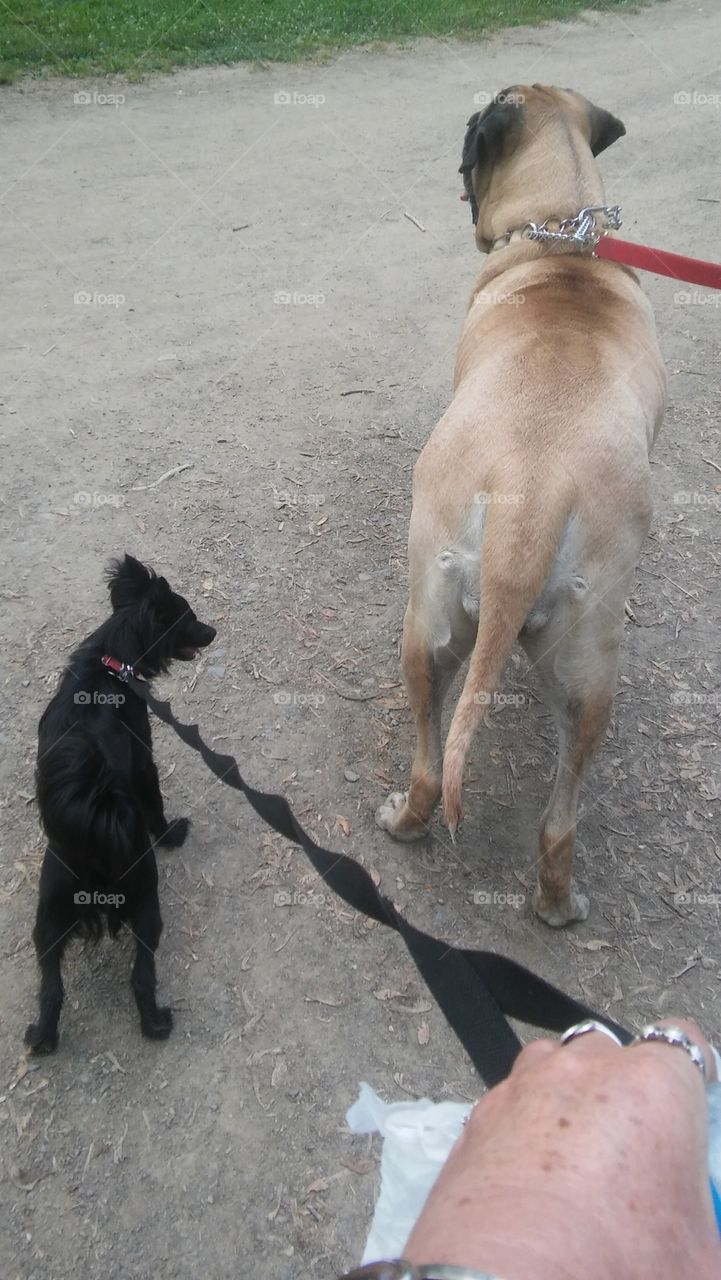 black Chihuahua mastiff leash hand walking friends friendship cute obedince little big adorable