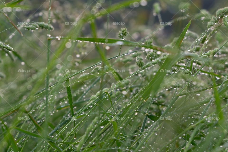 grass covered with raindrops