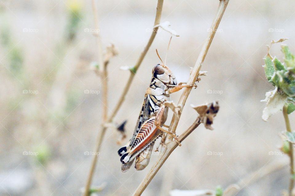 Grasshopper side view