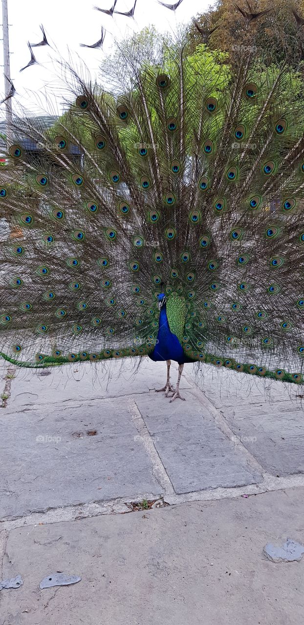 A big, beautiful peacock