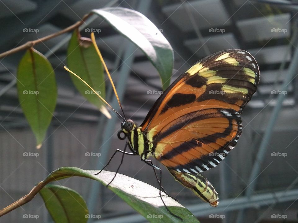 Butterflies at California academy of science 