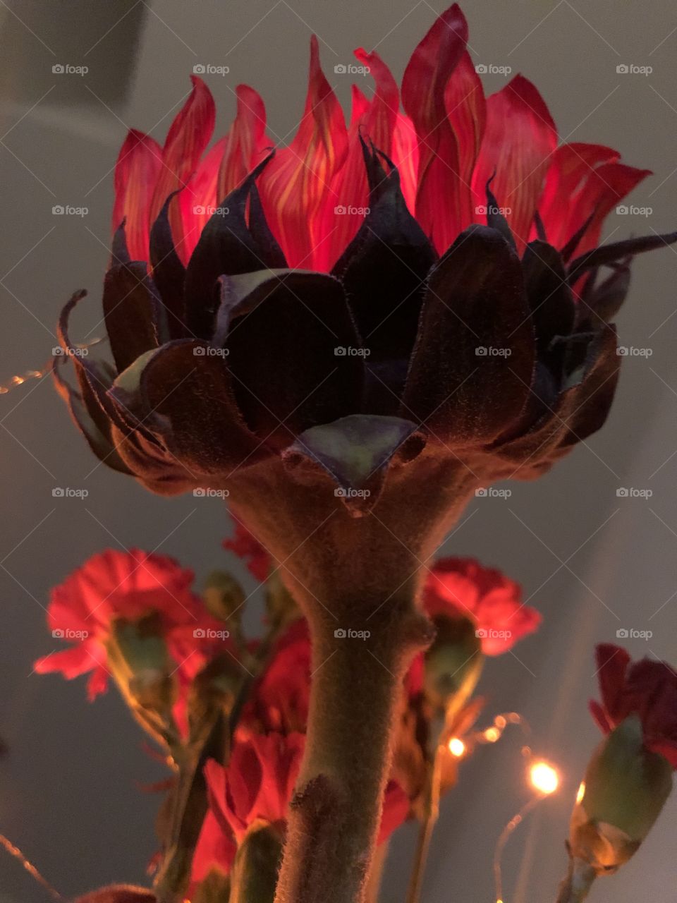 Illuminated sunflower