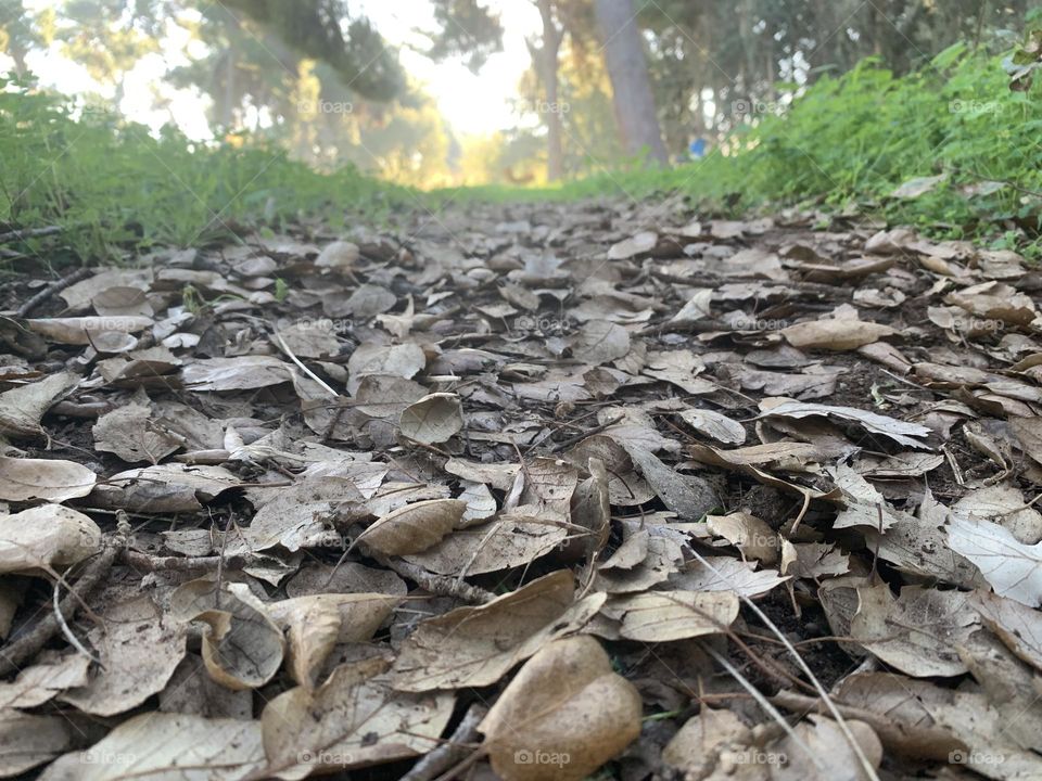 Dry leafs path in a green woods with sunlight