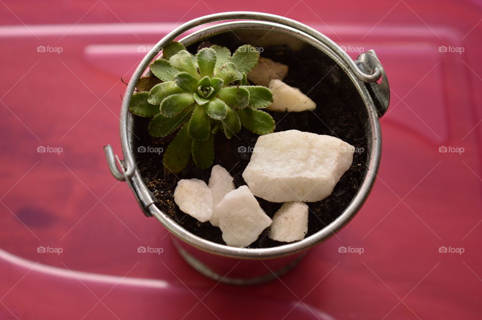 HOUSE PLANTS IN POTS