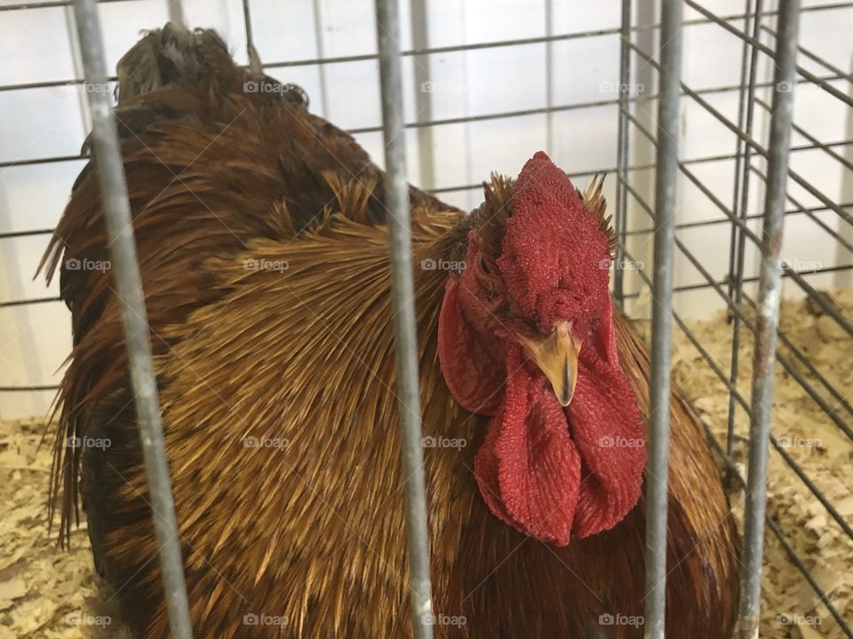 Rooster in cage