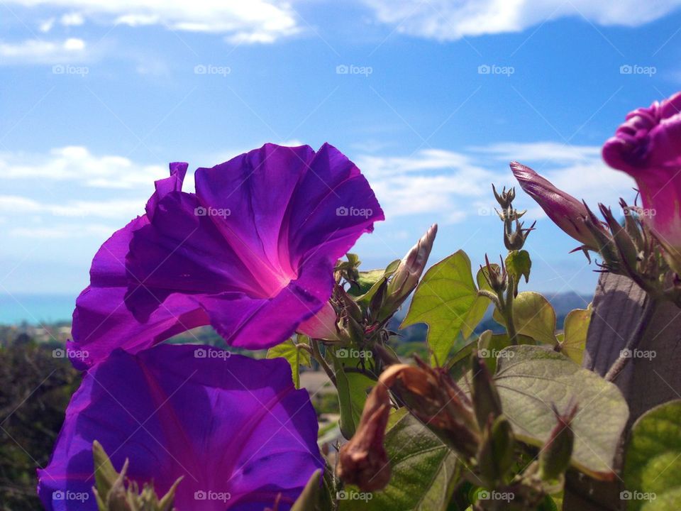 sky nature flower color by itsAus