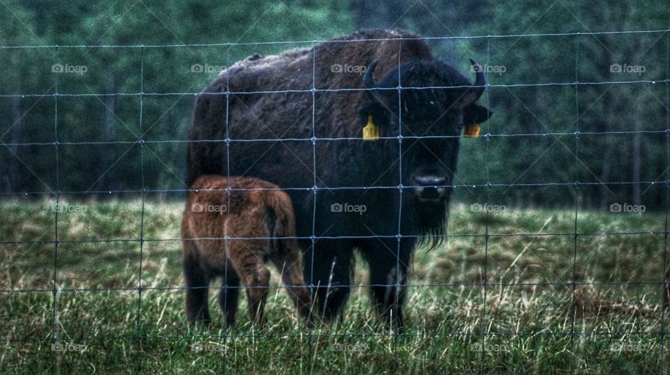 mom and baby buffalo. late in the evening.
