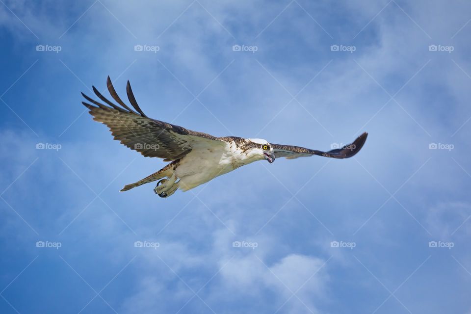 Osprey Hunting