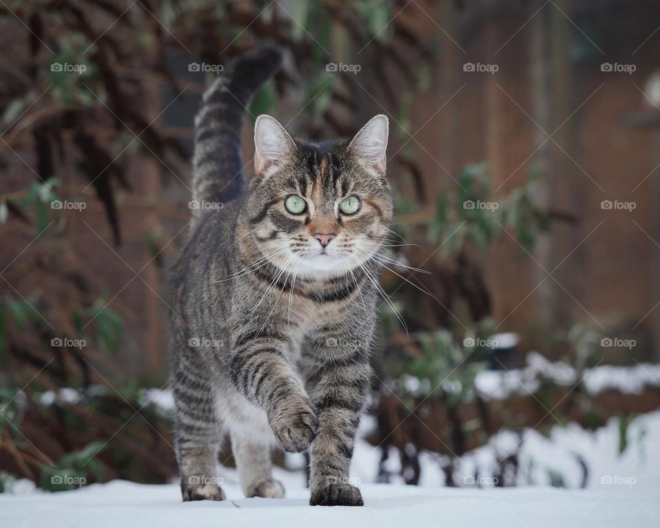 Winter walk