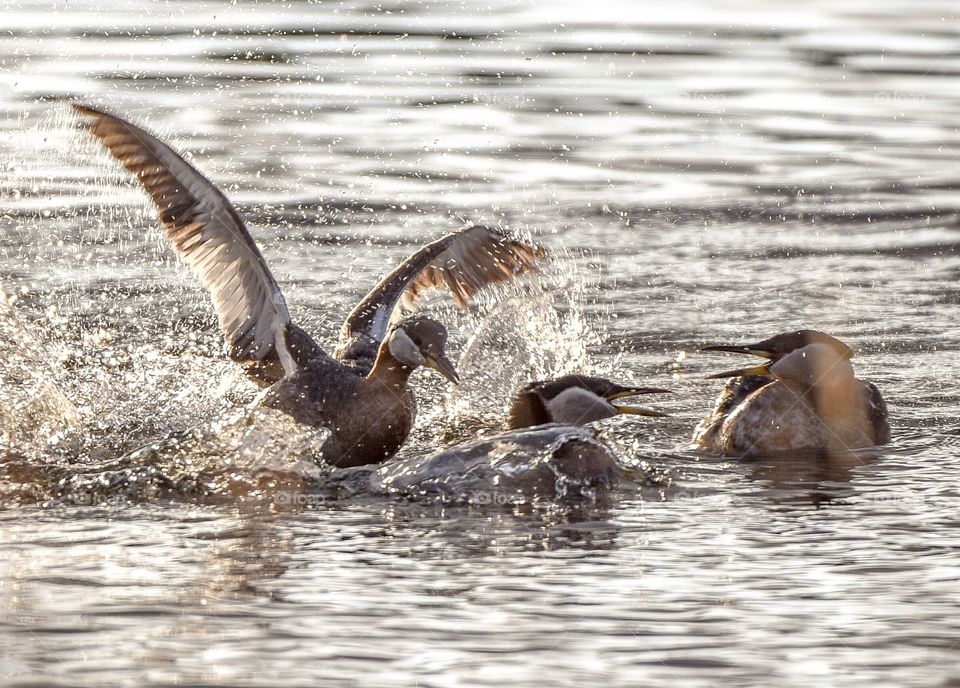 Grebes