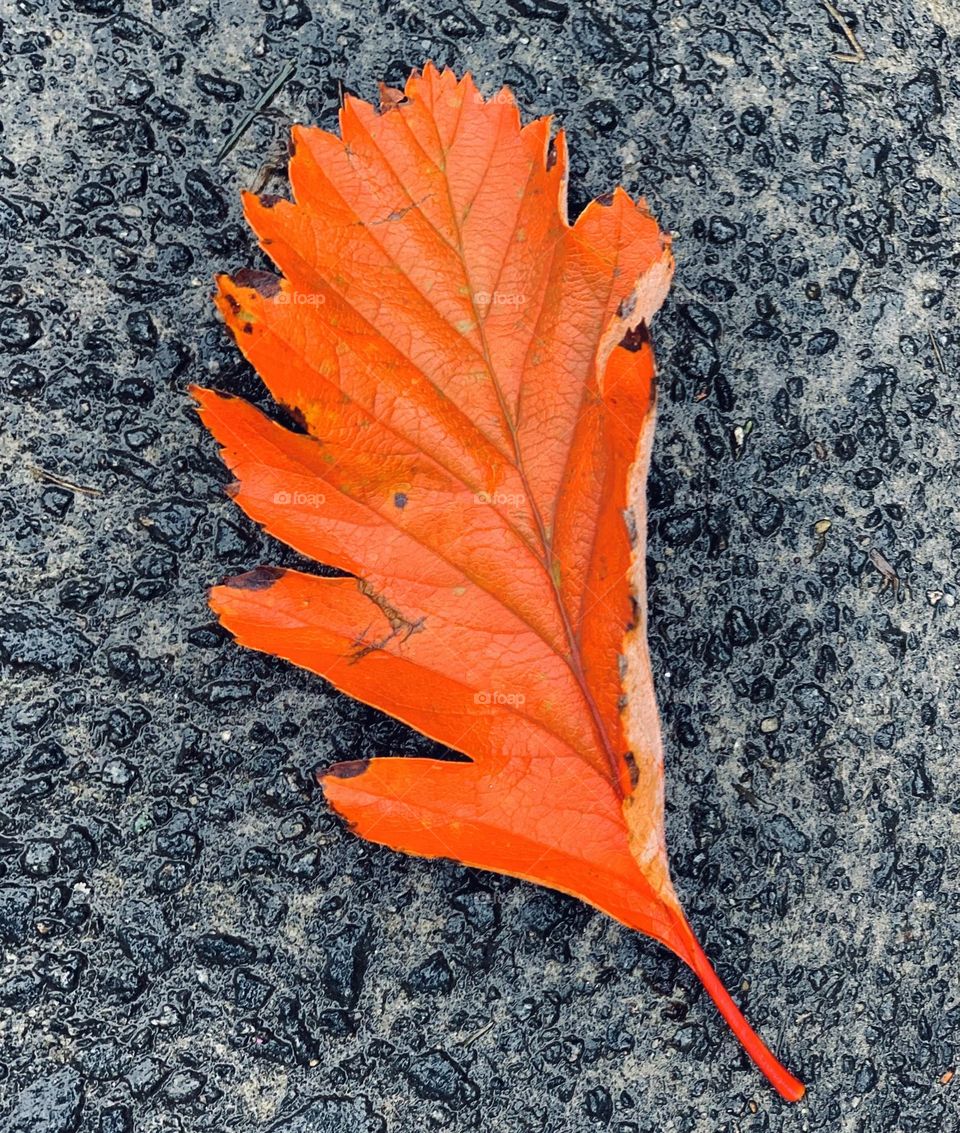 Autumn fallen leaf