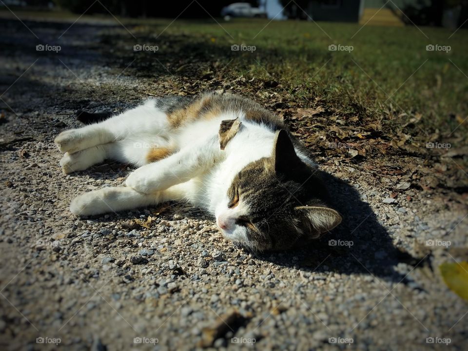 Lazy with a Leaf