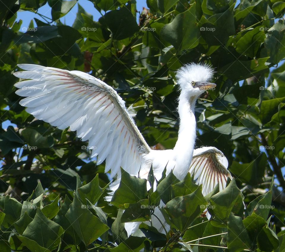 Stretching New wings