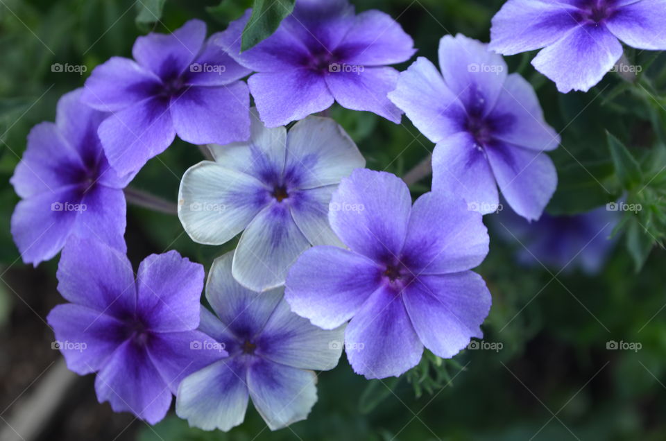 Phlox