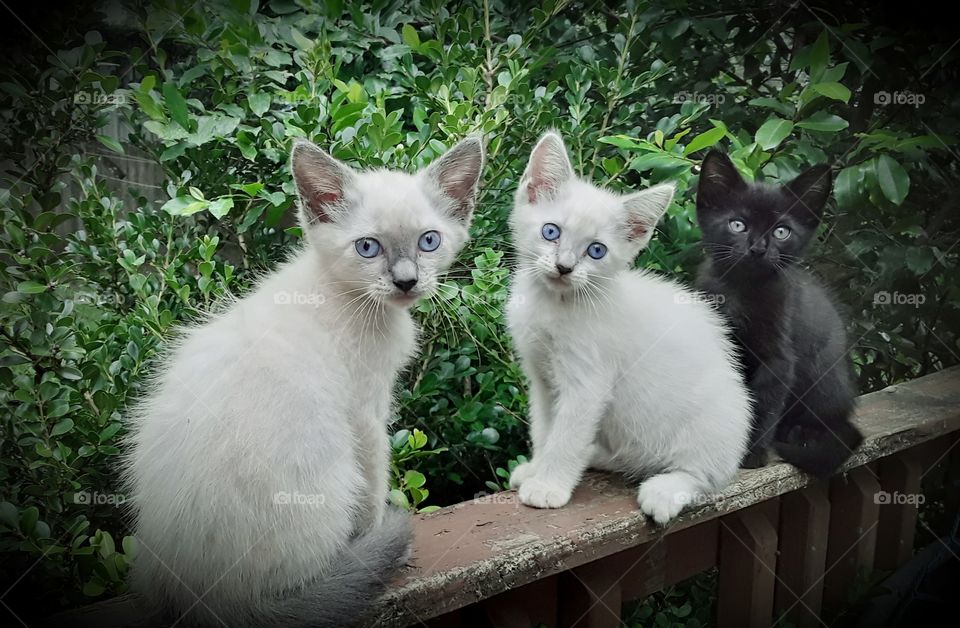 3 Little Kitties Perched