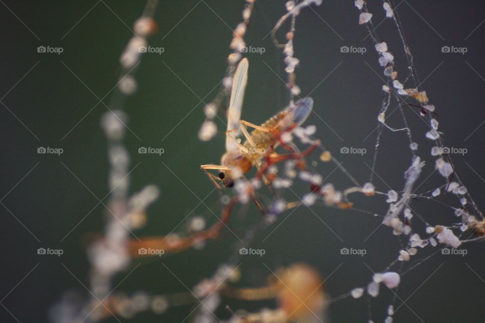Bug is grubbed by spider net with dew drops
