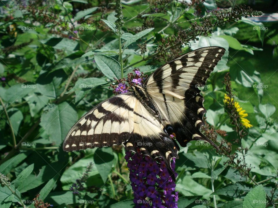 Monarch Butterfly resting on leaves, then flew off. Invertebrate, need nectar to eat.🦋🌿