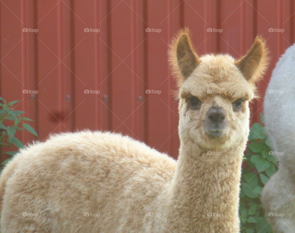 Alpaca