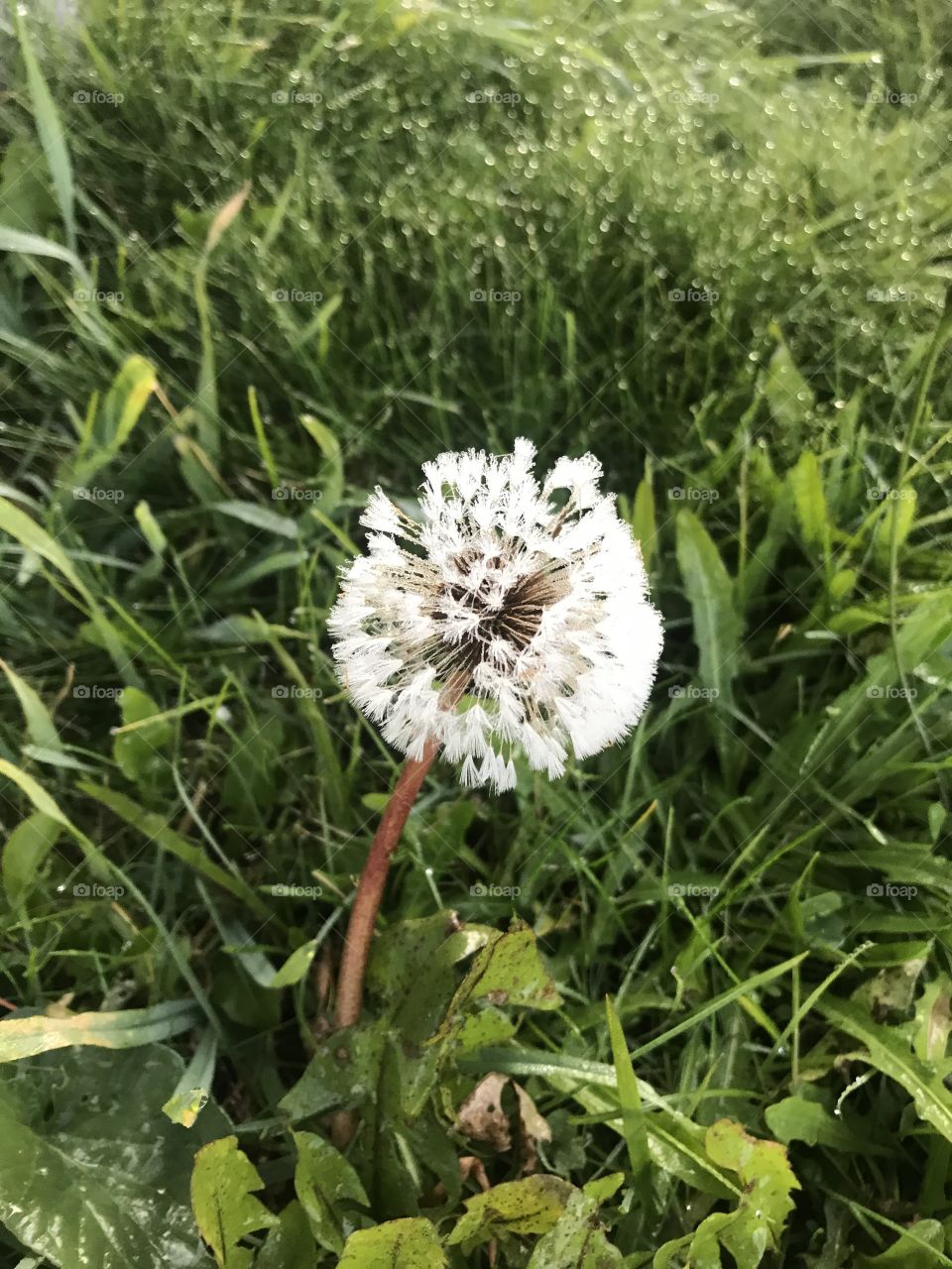 White dandelion flower going to seed growing in dewy, green grass. 