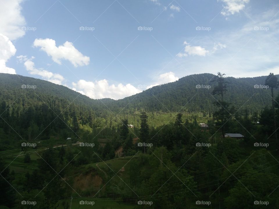 true natural greenery amazing 💚💚💚
forest high altitude atmosphere 
📸 Muneeb bhat