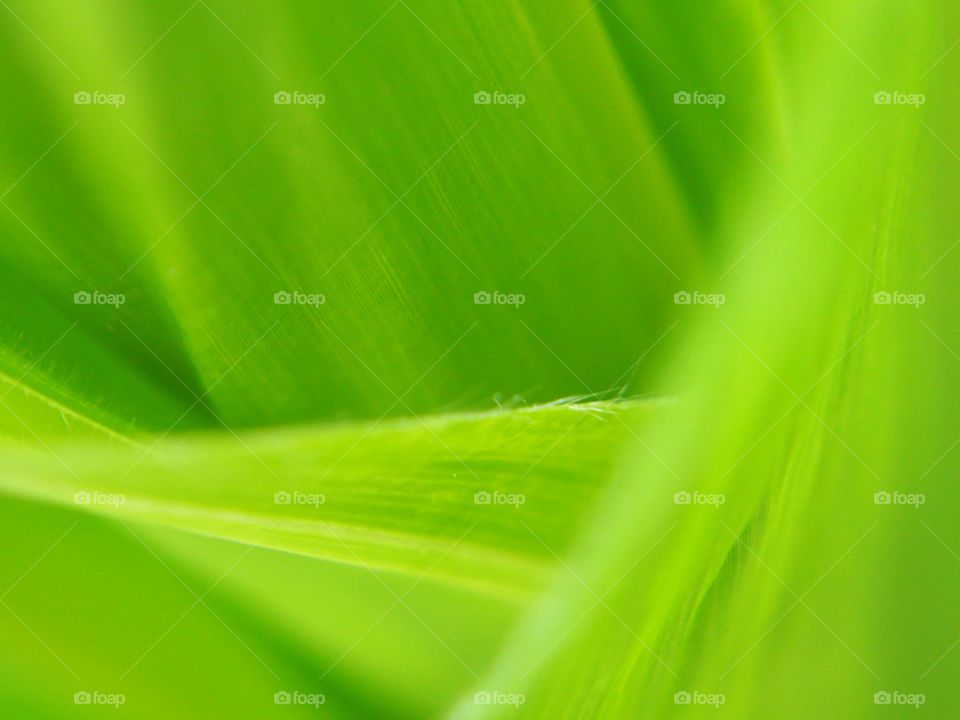 Green: Abstract of corn leaf in solf focus