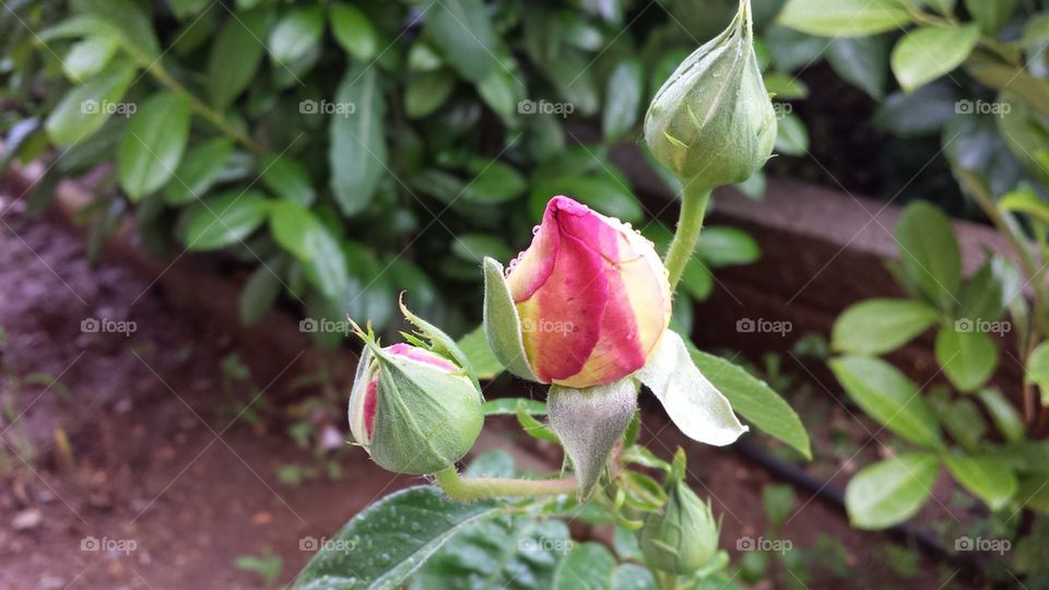 Rose flower bud after raise 