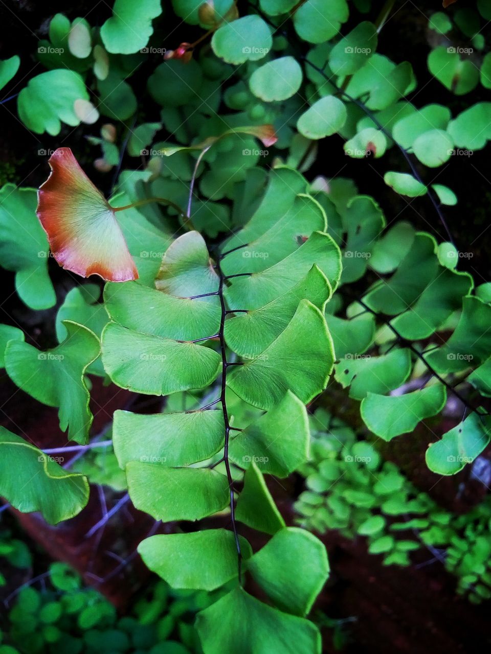 leaf's