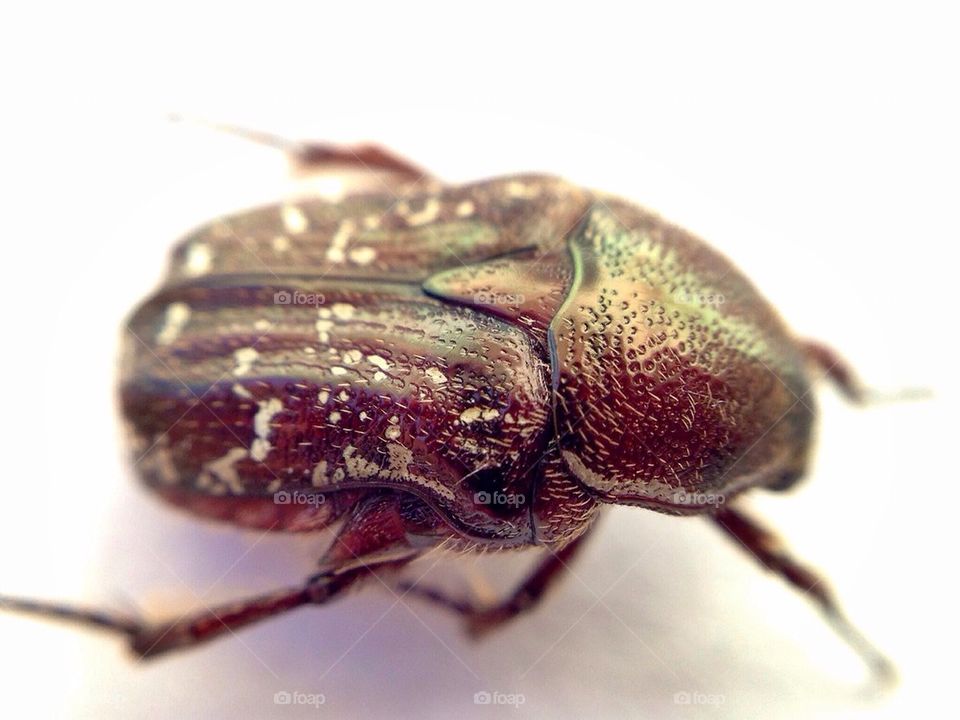 Florida Beetle 