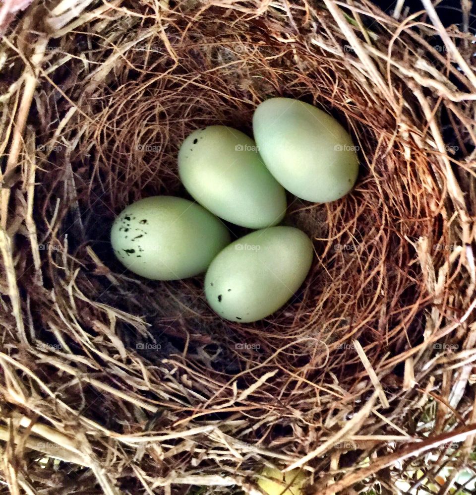 Eggs in nest