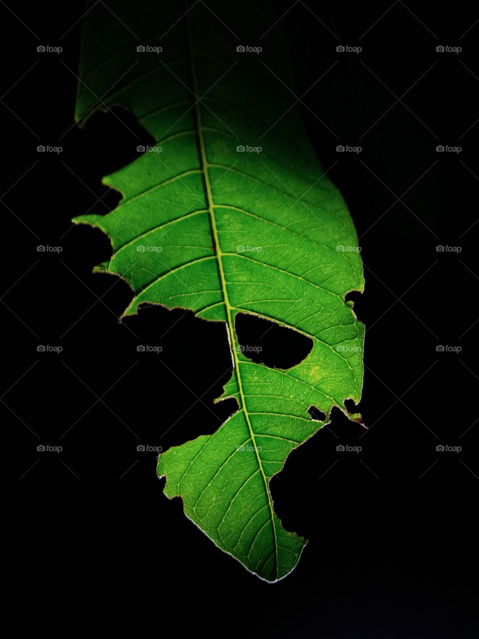 green leaf