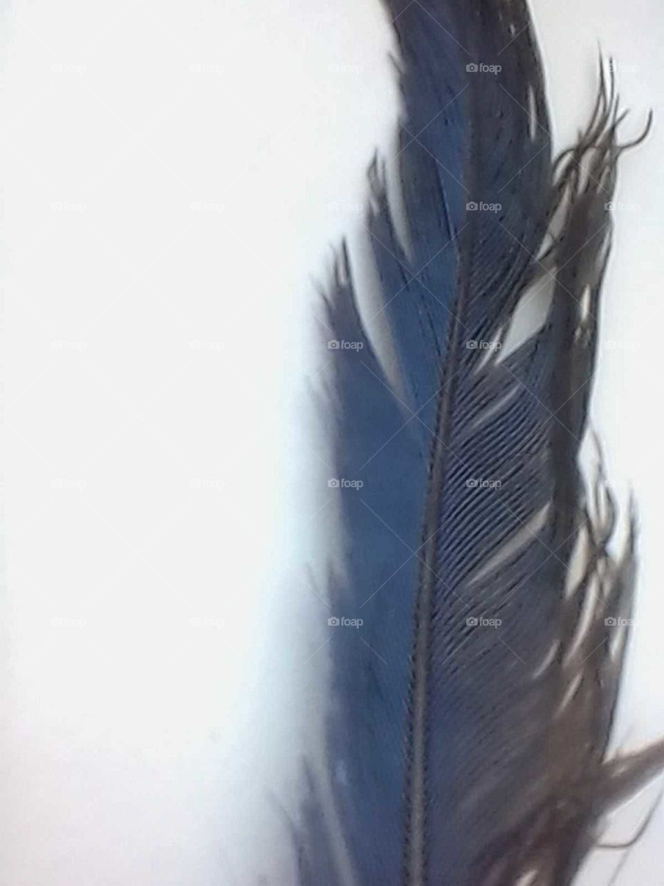 Blue Feather in slight breeze.