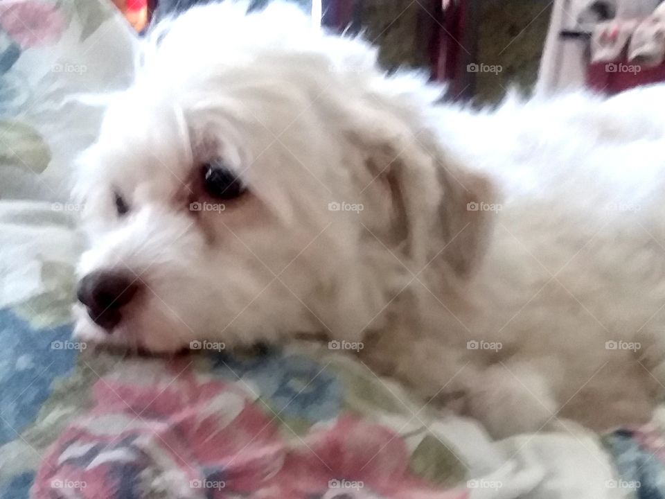 how am I suppose to go to work with all of this guilt weighing on me 😫sad little dog... I told her I will bring home chicken nuggets!