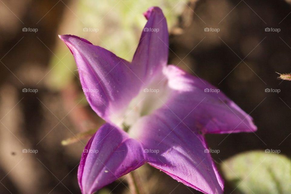 Purple star flower