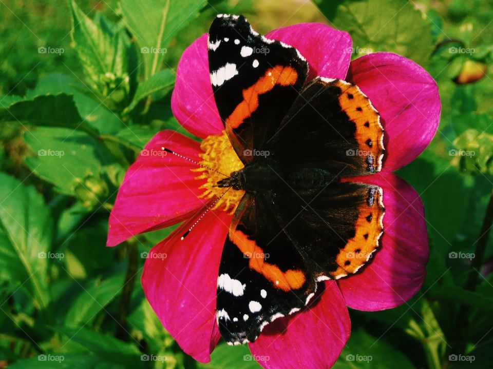 butterfly for flower 